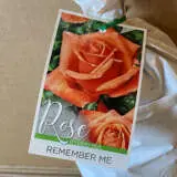 Rose Remember Me Rose Remember Me