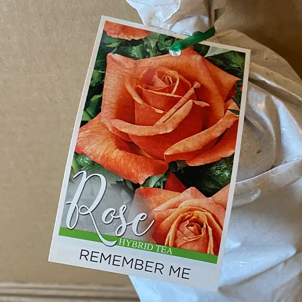 Rose Remember Me