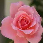 Pear Manchurian Smooth Lady16 - Garden Express Australia