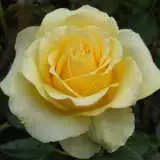 St Patrick 15 - Garden Express Australia