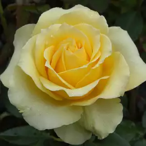 Rose St Patrick (pbr)