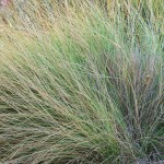 Tussock Grass 15 St - Garden Express Australia