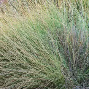 Tussock Grass- Poa Labillardieri 75mm Pot