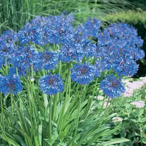 Agapanthus Growing Guide Agapanthus Blue Plaagablu 2019 - Garden Express Australia