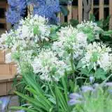 Agapanthus Tall White Plaagawhi 2018 - Garden Express Australia