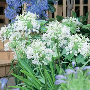 Agapanthus Tall White