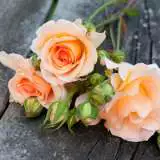 Apricot Nectar 2019 Rofane - Garden Express Australia