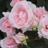 Brindabella Rose Pink Bouquet