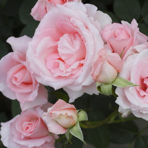 Brindabella Rose Pink Bouquet