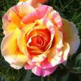 Brindabella Tequila Tiger Rosfbtt - Garden Express Australia