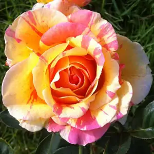 Brindabella Rose Pink Bouquet