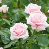 Childrens Rose 2019 Roshtcr - Garden Express Australia