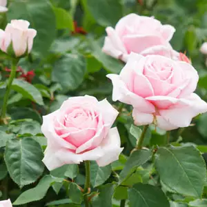 Rose The Childrens Rose