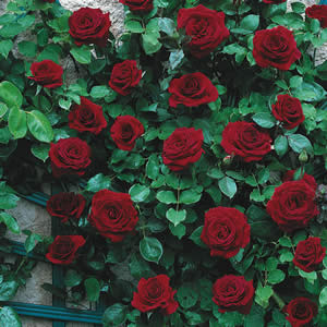 Climbing Rose Black Boy Garden Express