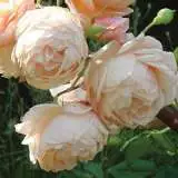 Louisa Stone 2019 Rosflst - Garden Express Australia