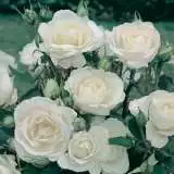 Rose Princess Of Wales (pbr) Rose Princess Of Wales (pbr)