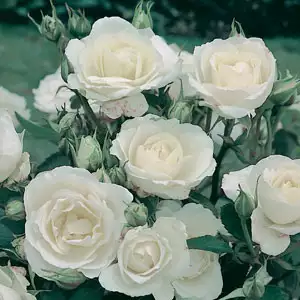 Rose Princess Of Wales (pbr)