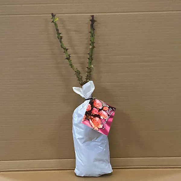 Rose Bold Seduction (pbr)