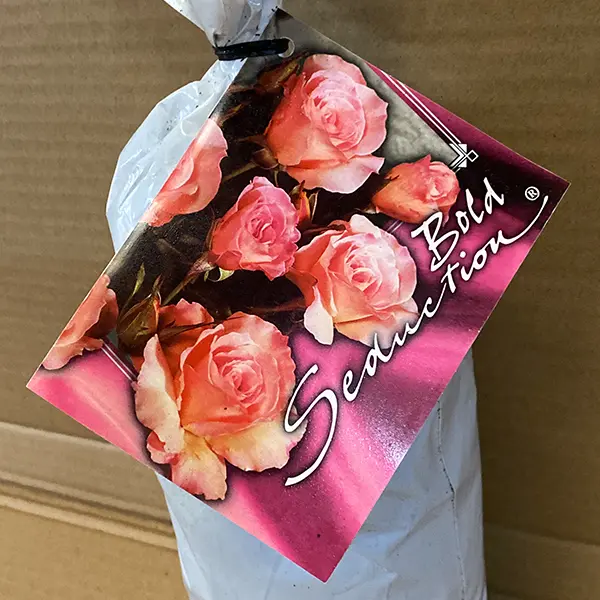 Rose Bold Seduction (pbr)