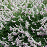 Salvia Velour Pink 2021 Lposalvpi - Garden Express Australia