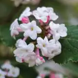 Viburnum Carlesii 2019 Lpovibcar - Garden Express Australia