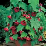 Abutilon Lucky Lantern Red16 - Garden Express Australia