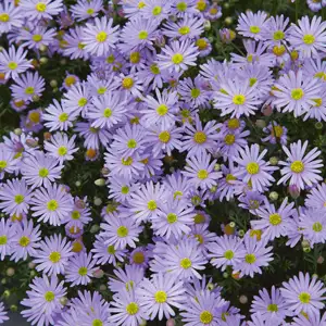 Brachyscome Mauve Delight 68mm