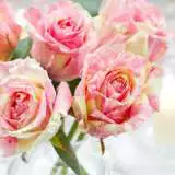 Brindabella Swirl 13 - Garden Express Australia