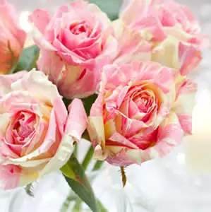 Brindabella Rose Swirl