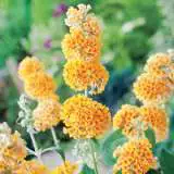 Buddleja Golden Glow 14258608pa 15 - Garden Express Australia