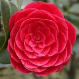 Camellia Black Tie 15 - Garden Express Australia