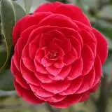 Camellia Black Tie 15 - Garden Express Australia