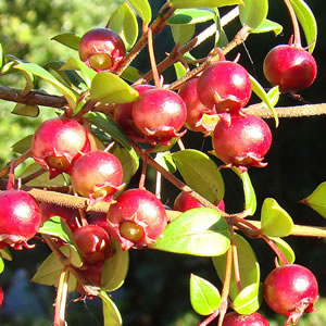 Chilean Guava 15 By Dick Culbert From Gibsons B C Canada Ugni Molinae Fruit Via Wikimedia Commons - Garden Express Australia