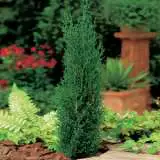 Starter Pack – Italian Pencil Pine Starter Pack – Italian Pencil Pine