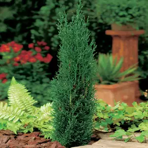 Starter Pack – Italian Pencil Pine