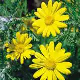 Euryops Little Sunray 15 - Garden Express Australia