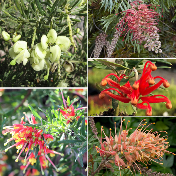 Grevillea Collection