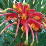 Grevillea Bonnie Prince 2013 - Garden Express Australia