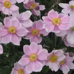 Top 10 Shade-loving Plants Japanese Windflower Pink 15 St - Garden Express Australia