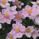 Japanese Windflower Pink 15 St - Garden Express Australia