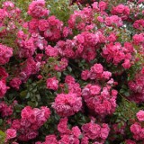 Our Rosy Carpet 12 - Garden Express Australia
