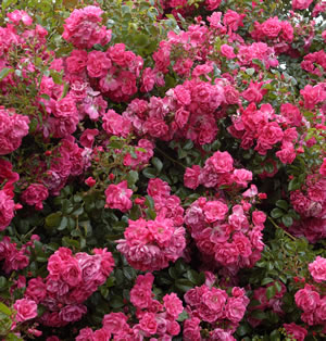 Our Rosy Carpet 12 - Garden Express Australia