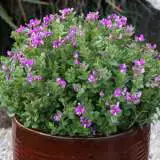 Polygala Little Polly 15 Gh - Garden Express Australia
