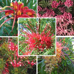Best Flowers To Plant In Winter Australia Grevillea Collection Colgreco 2021jpg - Garden Express Australia