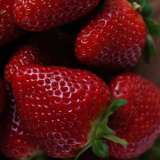 Strawberries Tioga - Garden Express Australia