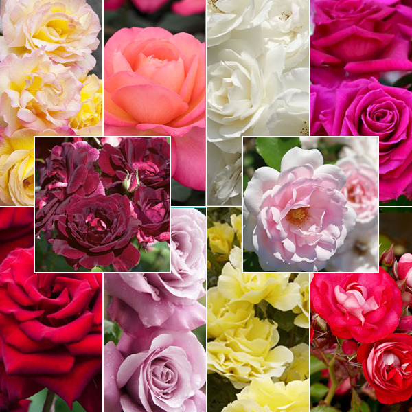 Lucky Dip Rose Offer – 10 Roses