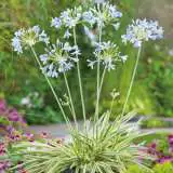 Agapanthus Tinkerbell 15 Fm 14279838pa - Garden Express Australia