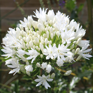 Agapanthus White 15 St 161969771 - Garden Express Australia