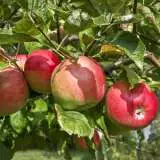 Apple Gala St 270241445 15 - Garden Express Australia