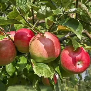 7 Easy Fruit Trees To Grow In Australia: A Beginner’s Guide To Backyard Harvests Apple Gala St 270241445 15 - Garden Express Australia
